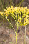 Nuttall's rayless goldenrod